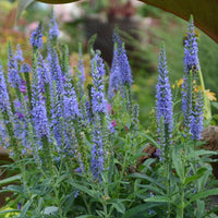 Veronica Moody Blues Sky Blue Speedwell - [EG]