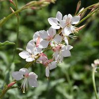 Gaura lindheimeri 'Whirling Butterflies' - [EG]