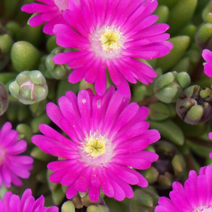 Delosperma Jewel of Desert Series &