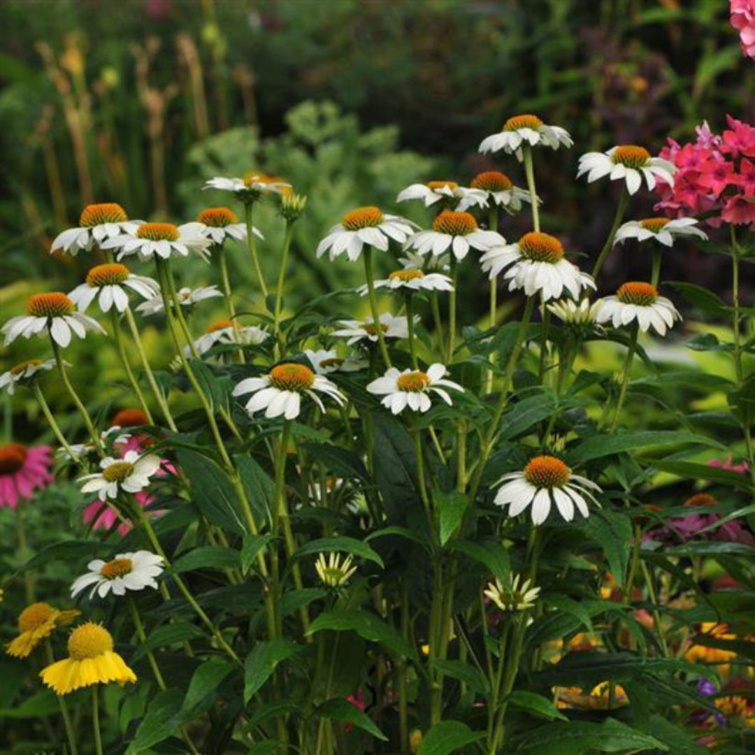 Echinacea Purpurea Pow Wow White Coneflower