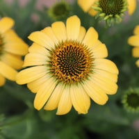 Echinacea purpurea 'Pollynation Yellow' - [EG]