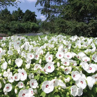 Hibiscus 'Luna White'
