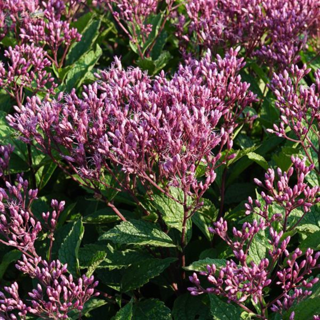 Eupatorium purpureum &