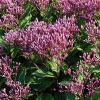Eupatorium purpureum 'Euphoria Ruby' Joe Pye Weed