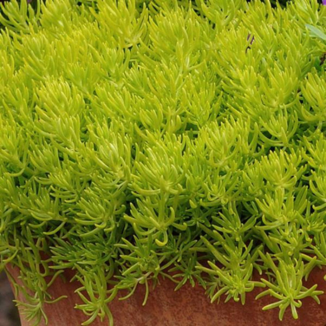 Sedum Rupestre &
