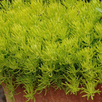 Sedum Rupestre &