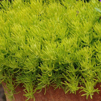 Sedum Rupestre 'Lemon Ball' Stonecrop