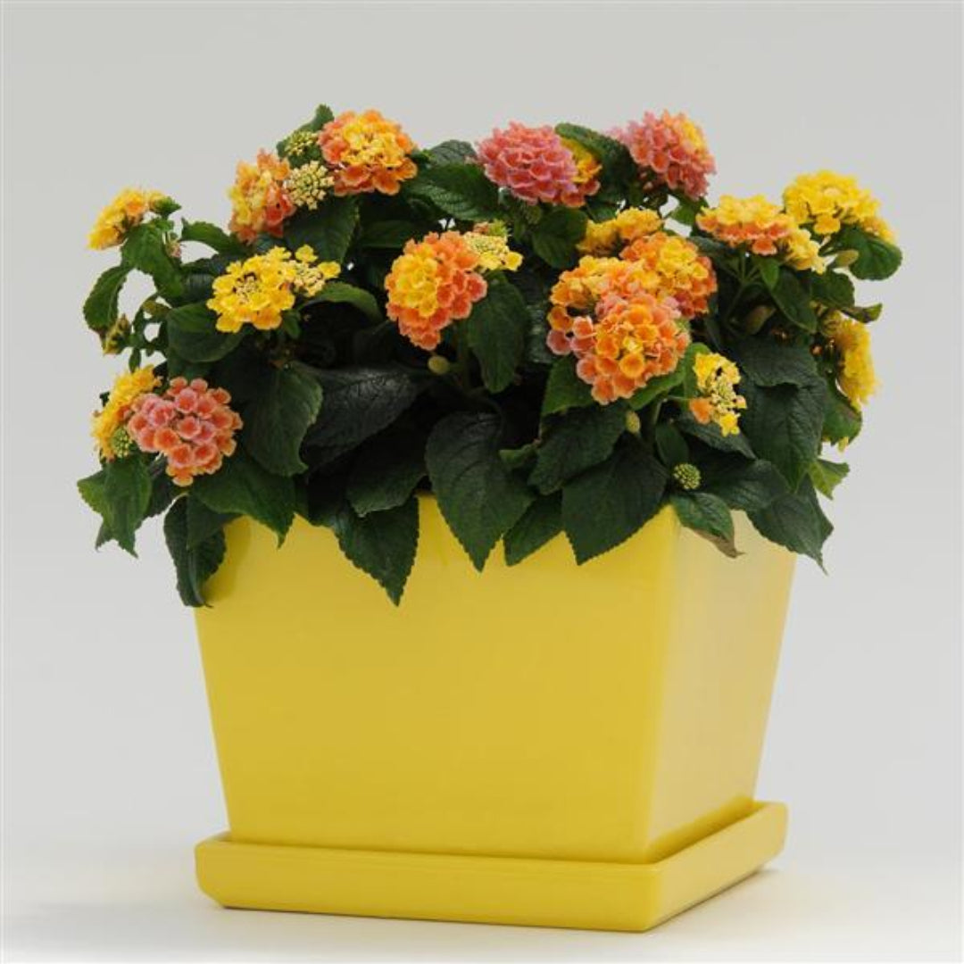 Peach Glow Little Lucky Lantana