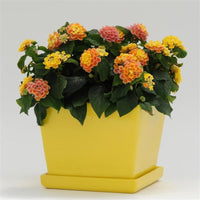 Peach Glow Little Lucky Lantana