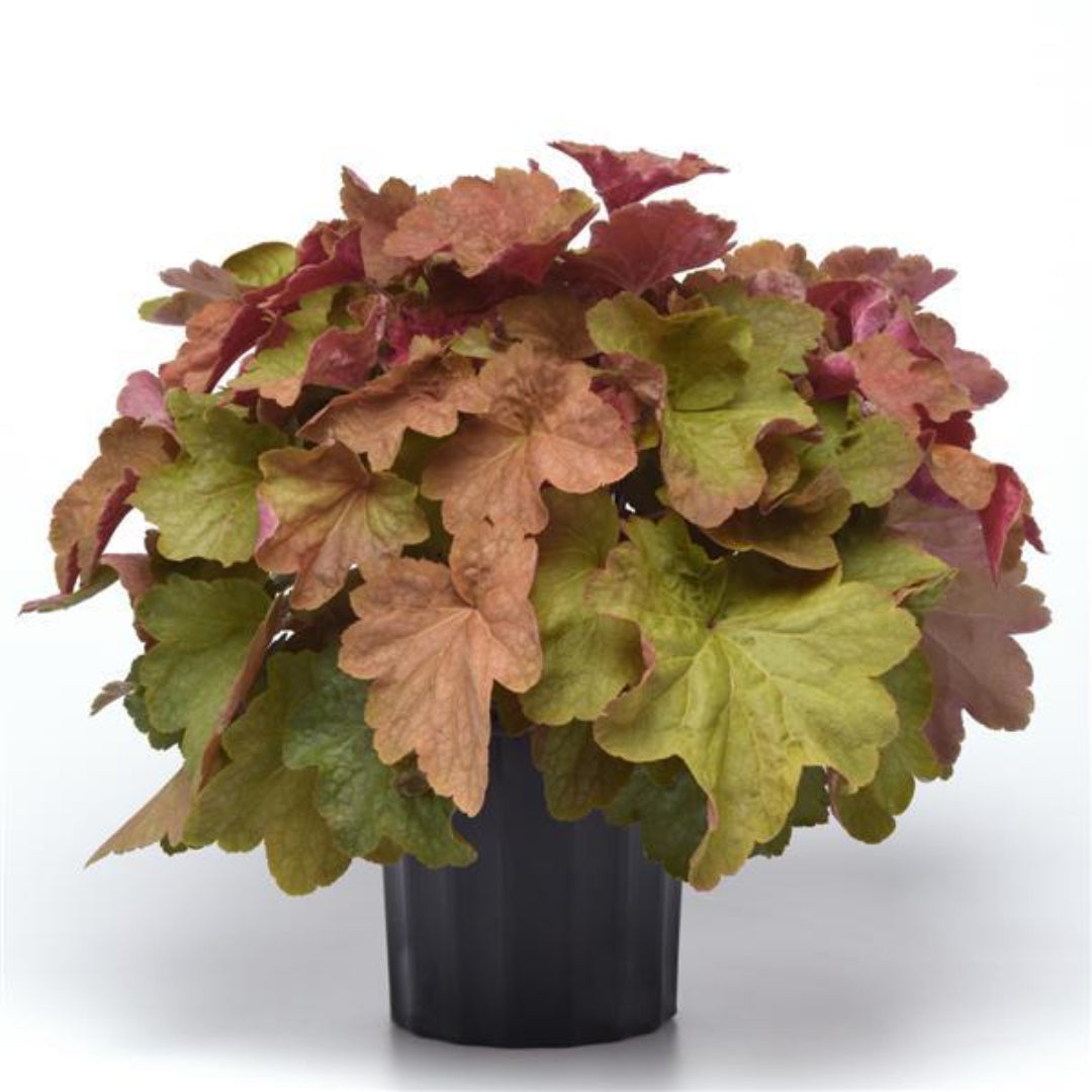 Heuchera x villosa &
