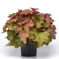 Heuchera × villosa ‘Caramel’ Coral Bells