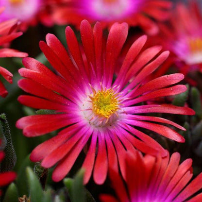 Delosperma Jewel of Desert Garnet&