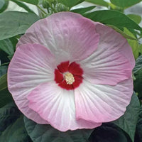 Hibiscus 'Luna Pink Swirl'
