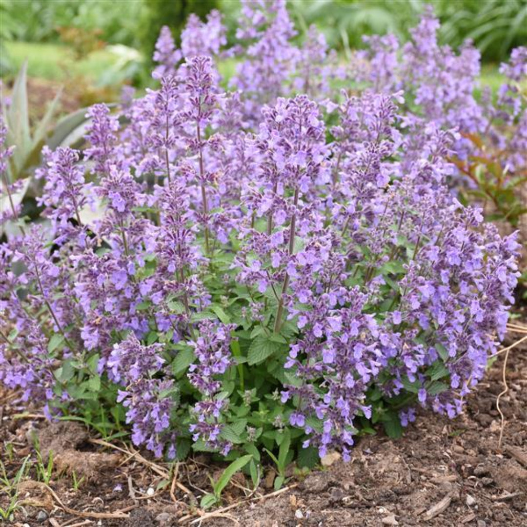 Nepeta faasserii &