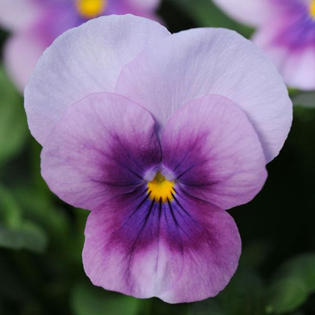 Viola Sorbet® Lilac Ice