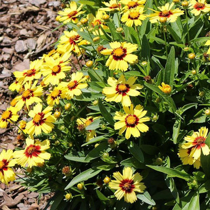 Coreopsis Hybrida &