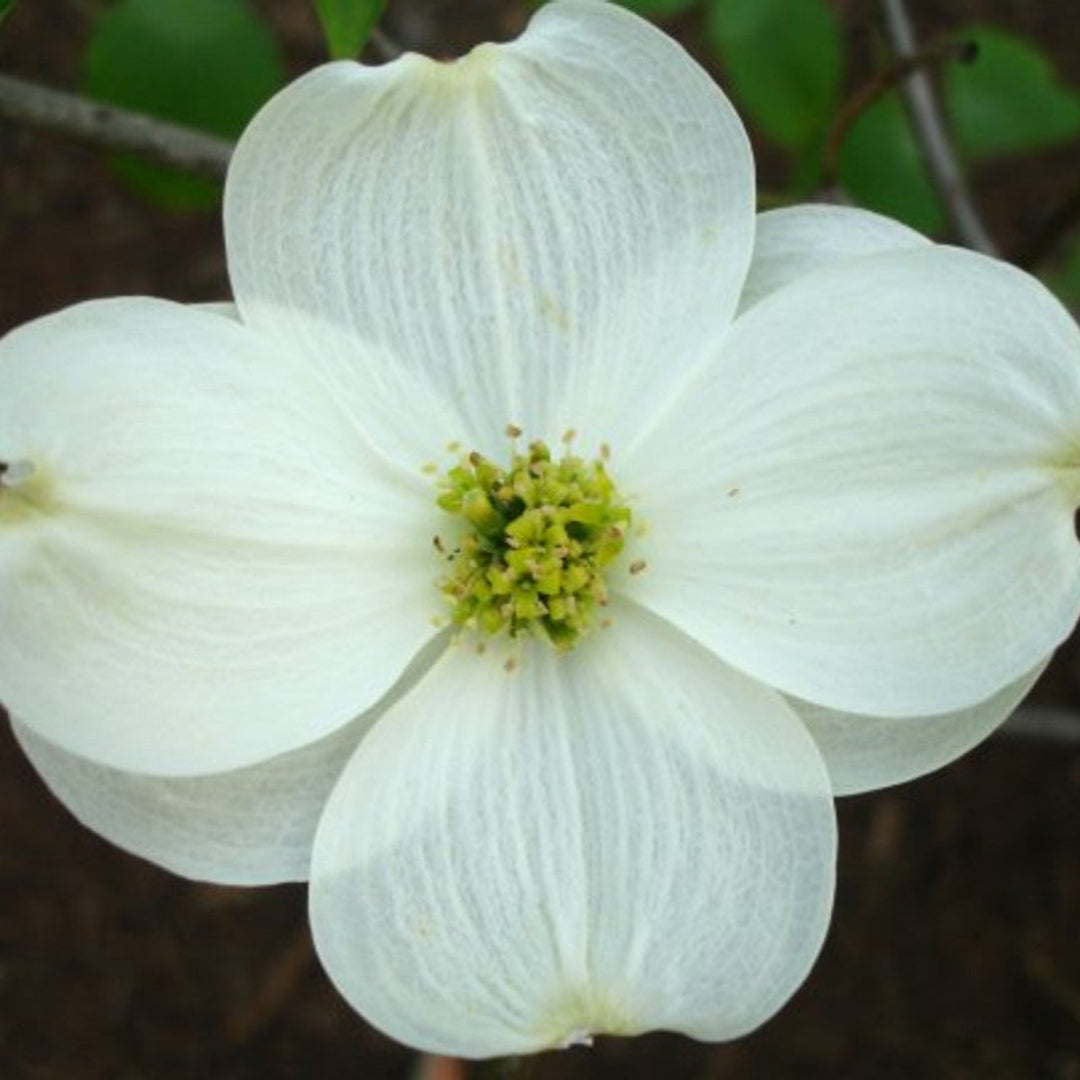 Appalachian Joy Dogwood