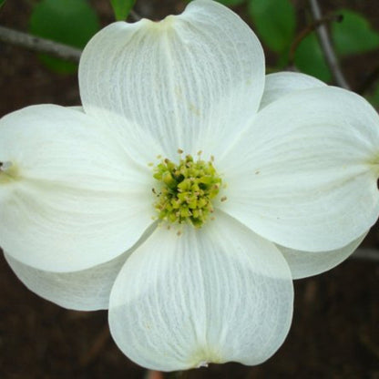 Appalachian Joy Dogwood
