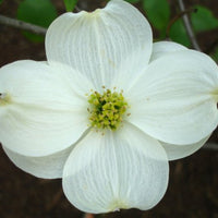 Blooming Appalachian Joy Dogwood with white petals