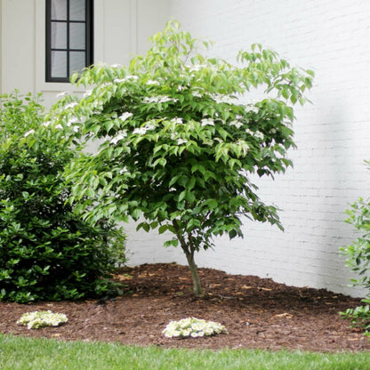 Dogwood Tree Combo featuring 3 Unique Varieties : Variety Trio