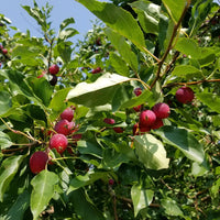 Dolgo Crabapple