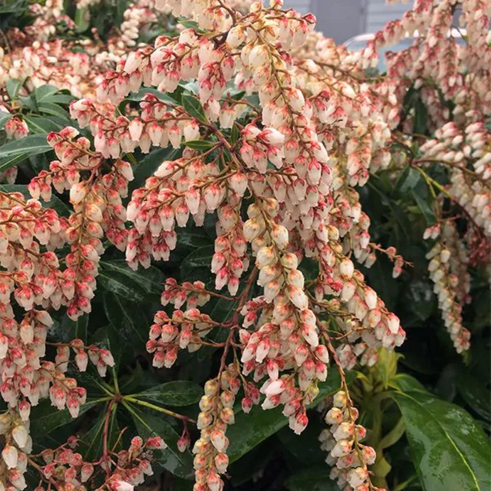 Pieris japonica &