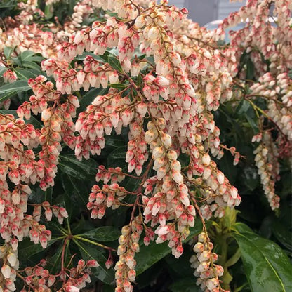 Pieris japonica &