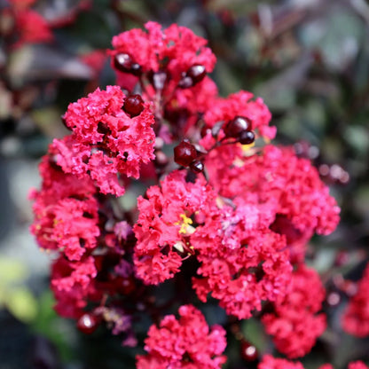 Double Dynamite Crape Myrtle