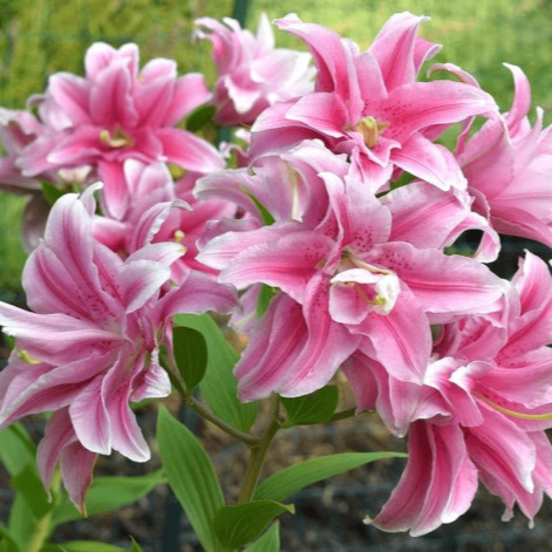 Double Oriental Lily
