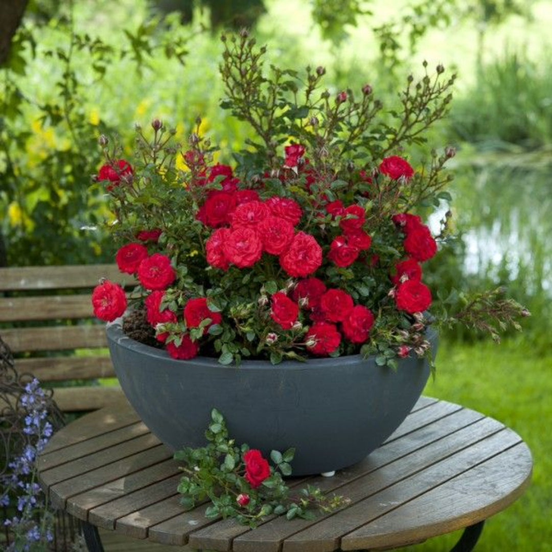 My Valentine Miniature Rose