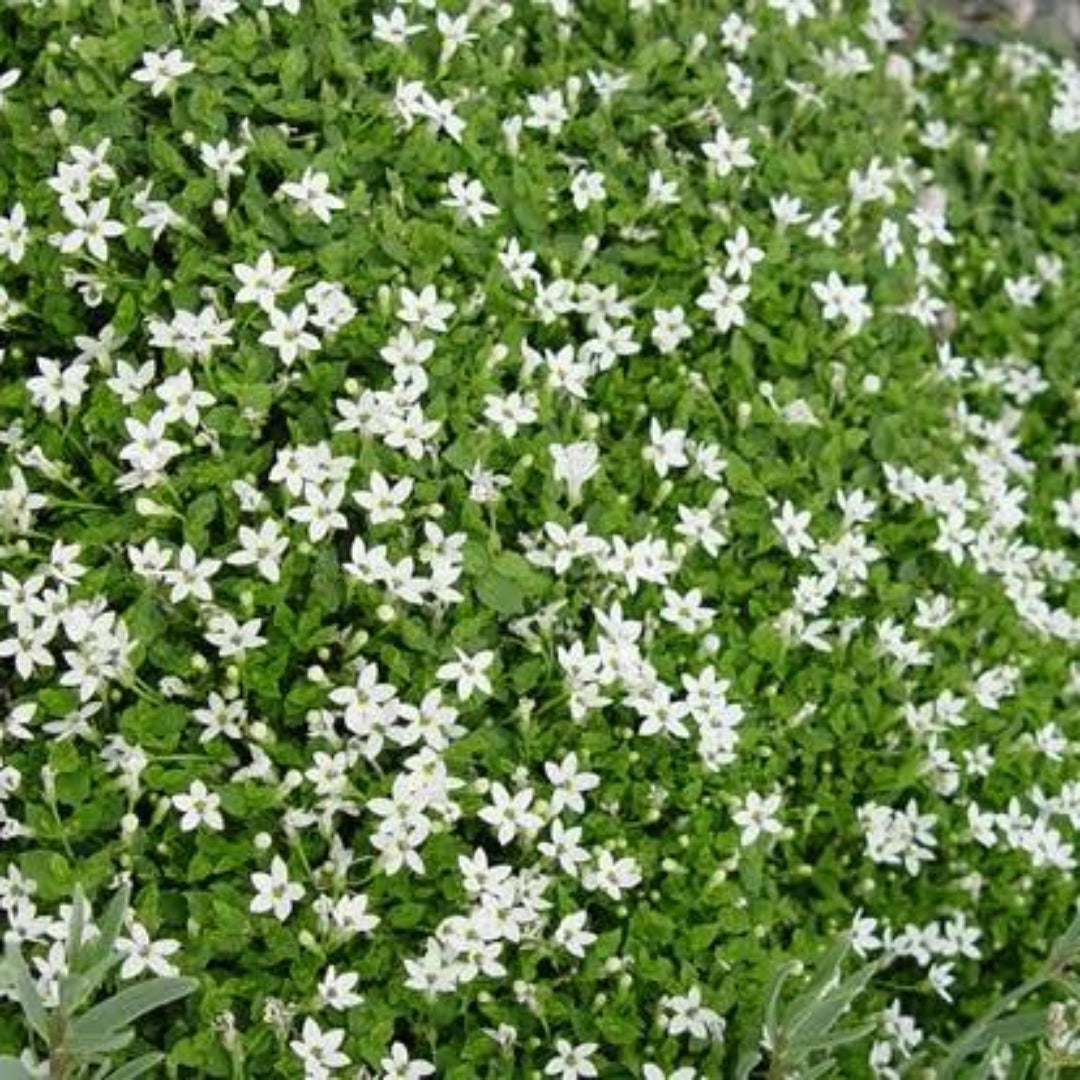 Pratia Angulata White Star Creeper 10 Count Flat of 4.5" Pots