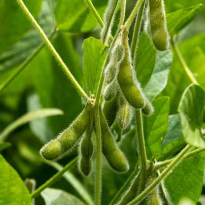 Soybean Plant