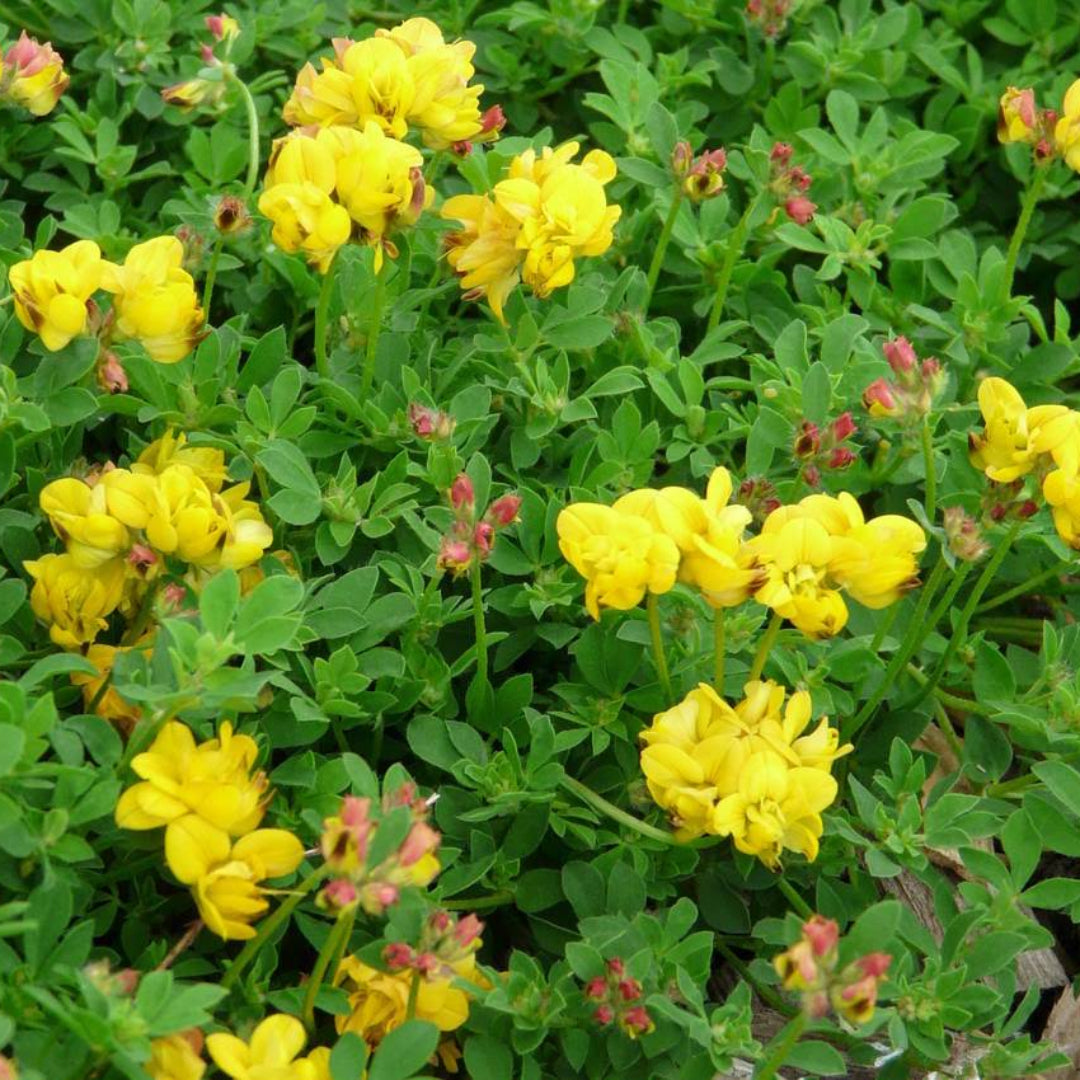 Lotus Corniculata &