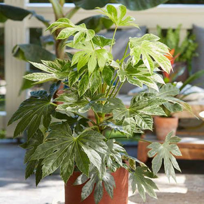 Fatsia &