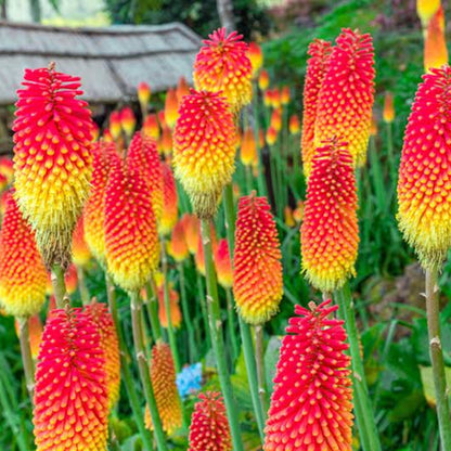 Fire "Red Hot" Poker