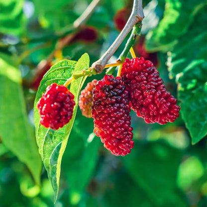 Red Mulberry Tree