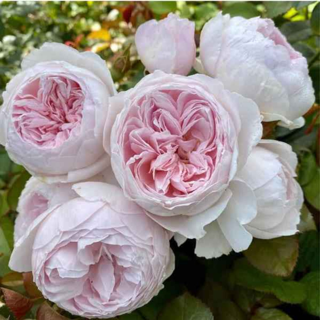 Rosa ‘KORgeowin’ Parfuma® Earth Angel Hybrid Tea Rose