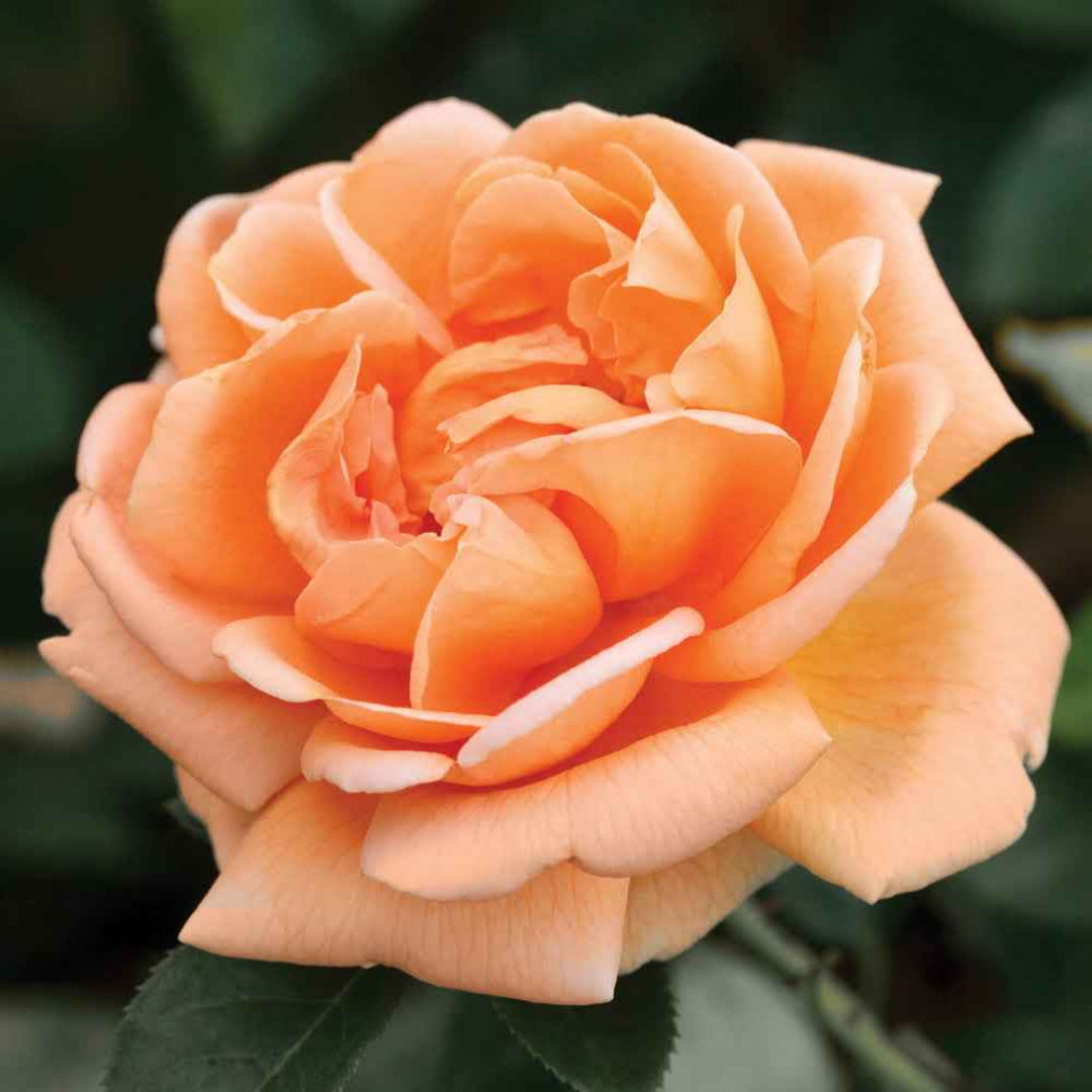 Rosa ‘Meisobuko’ Brick House® Orange Floribunda