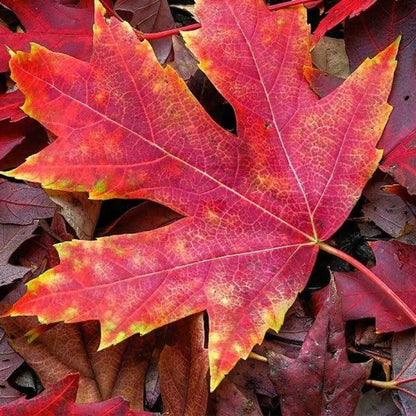 Autumn Blaze Maple Tree