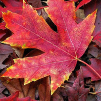 Autumn Blaze Maple Tree