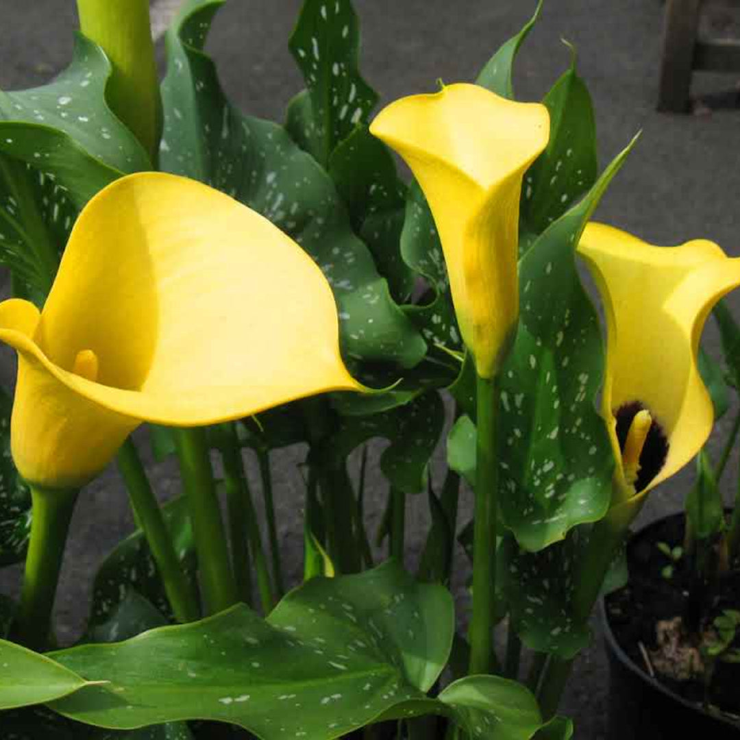 Calla Lily Yellow Plant