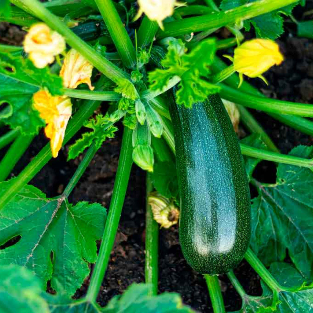 Squash Plant
