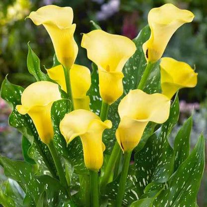 Calla Lily Yellow Plant