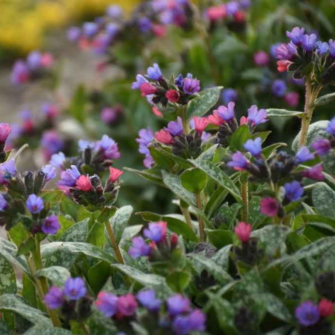 Pulmonaria ‘Spot On’ (Lungwort) - [EG]
