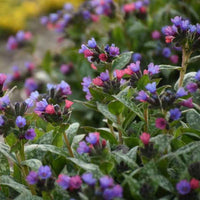 Pulmonaria ‘Spot On’ (Lungwort) - [EG]