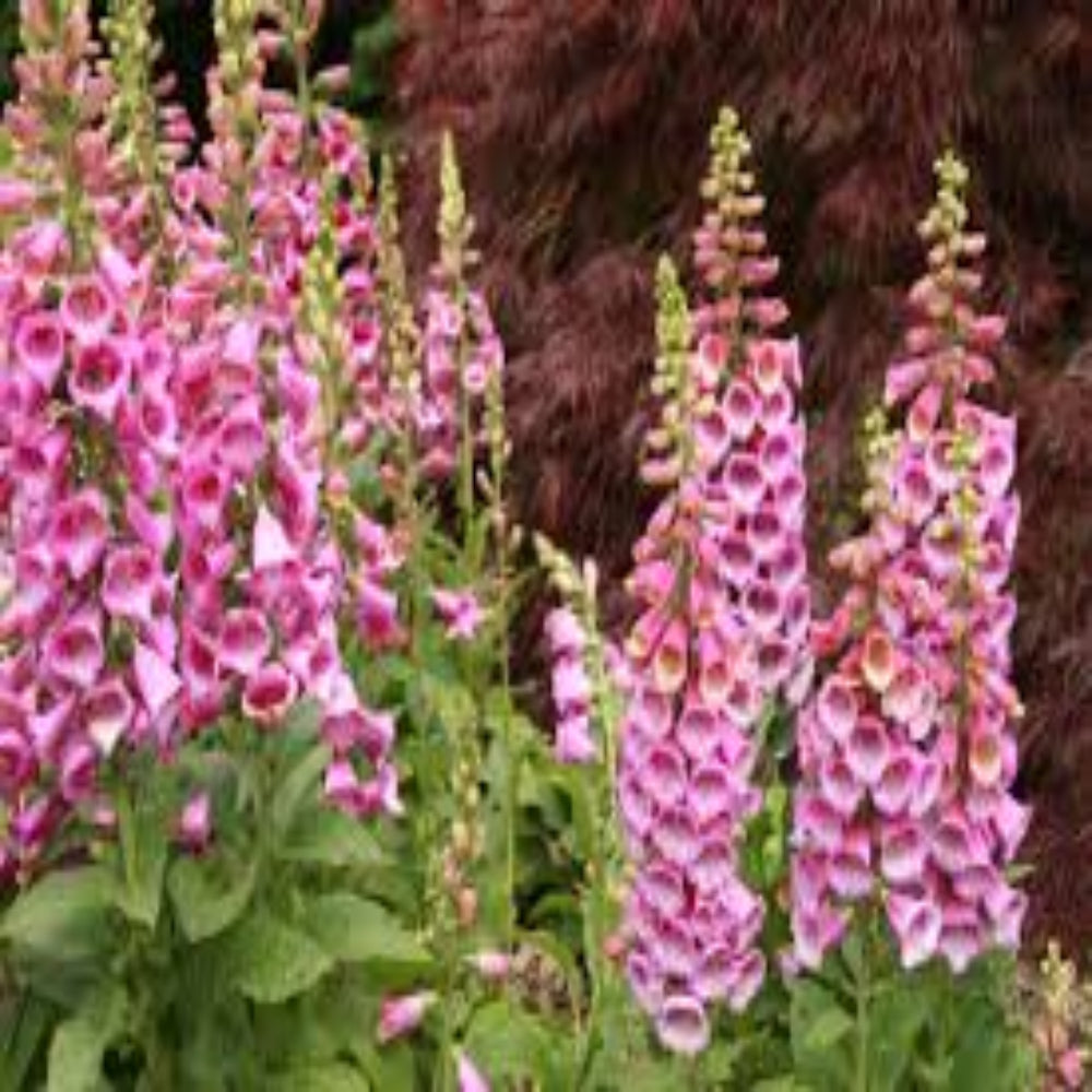 Digitalis purpurea &