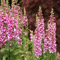 Digitalis purpurea 'Candy Mountain' Foxglove