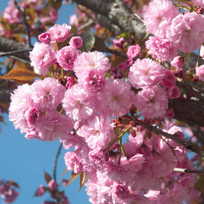 Kwanzan Cherry Tree- Standout Tree