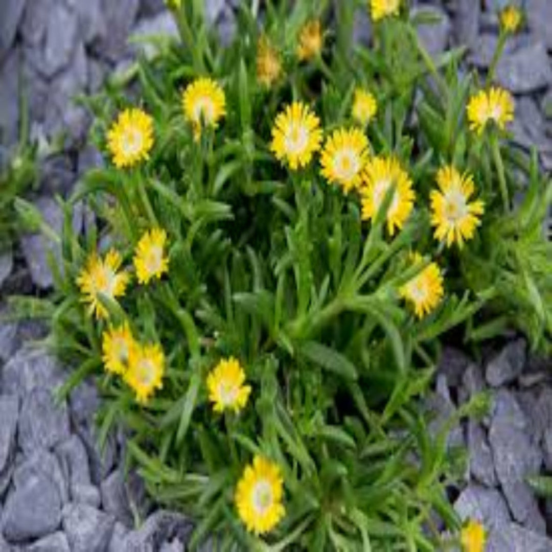 Delosperma Jewel of Desert Peridot green succulent foliage