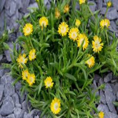 Delosperma Jewel of Desert Peridot green succulent foliage